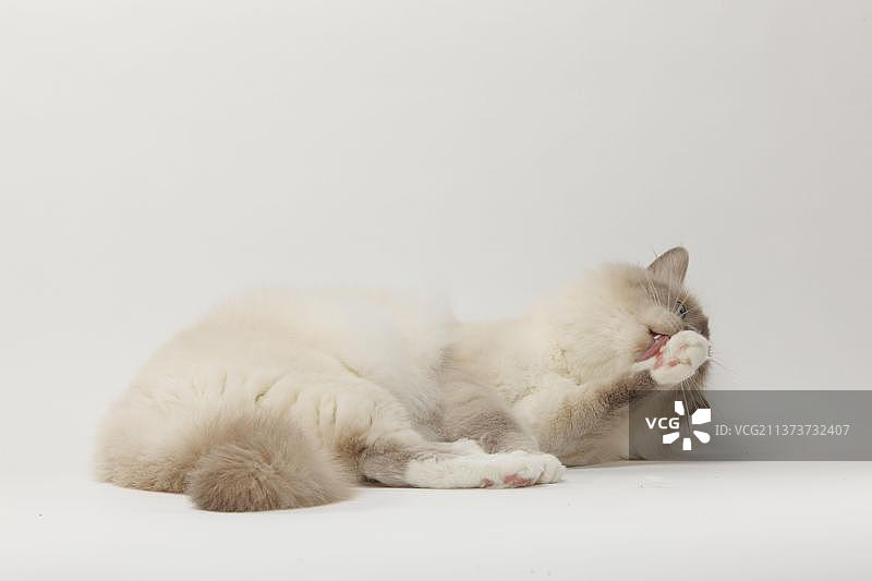 丁香重点色伯曼猫图片素材