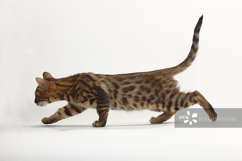 11周大的孟加拉小猫侧身照图片素材