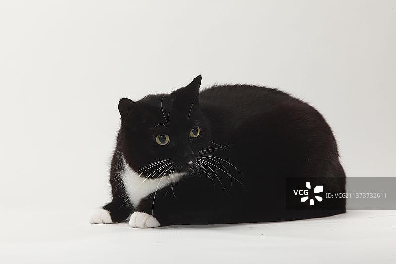 过于肥胖的家猫图片素材