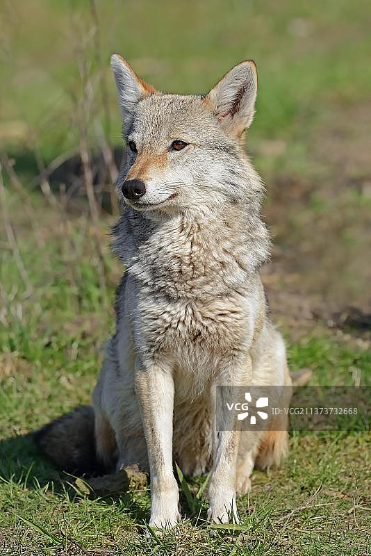 金胡狼图片素材