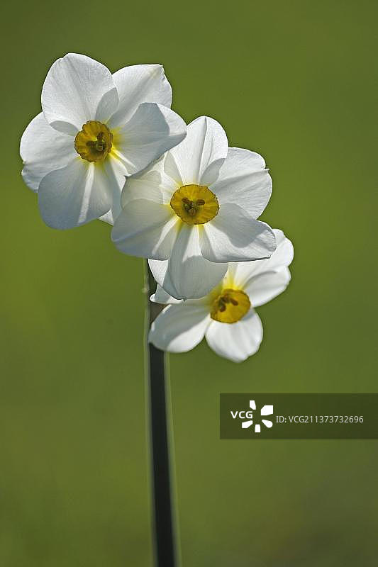 水仙花图片素材