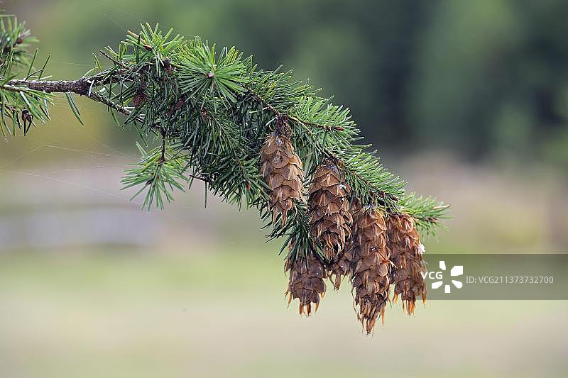 花旗松（黄杉）带球果的树枝图片素材