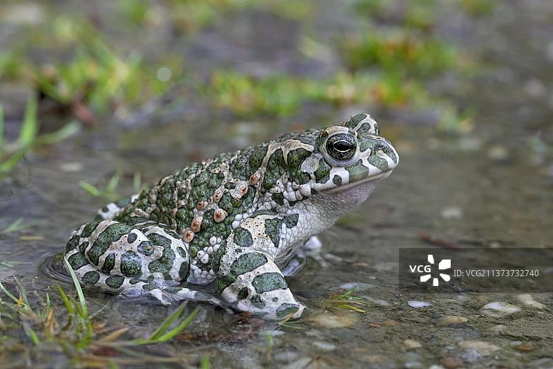欧洲绿蟾蜍图片素材