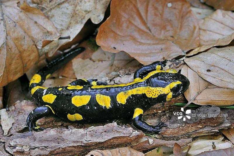 森林中落叶中的欧洲火蜥蜴图片素材