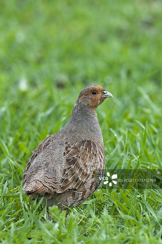 欧洲德国草地上的雄性灰山鹑图片素材