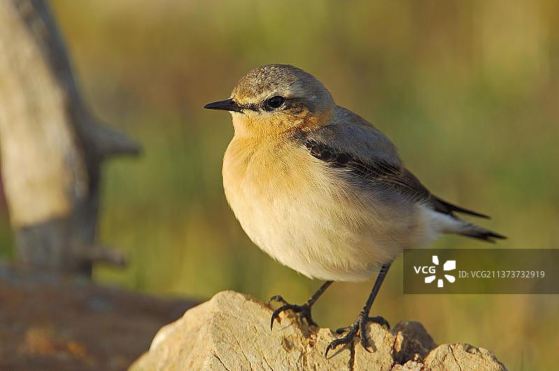 普通歌鸲，西班牙安达卢西亚图片素材