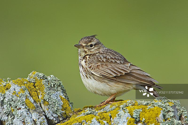 凤头百灵图片素材
