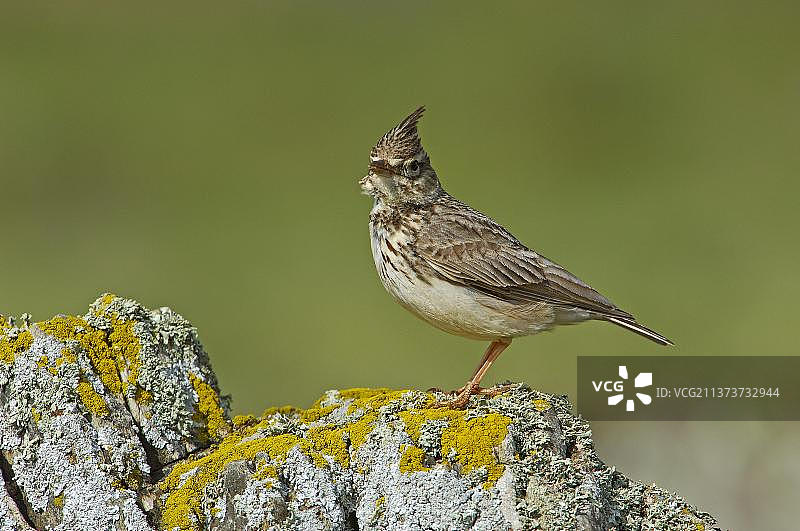 凤头百灵图片素材