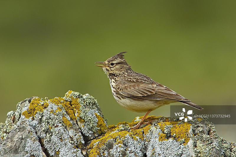 凤头百灵图片素材