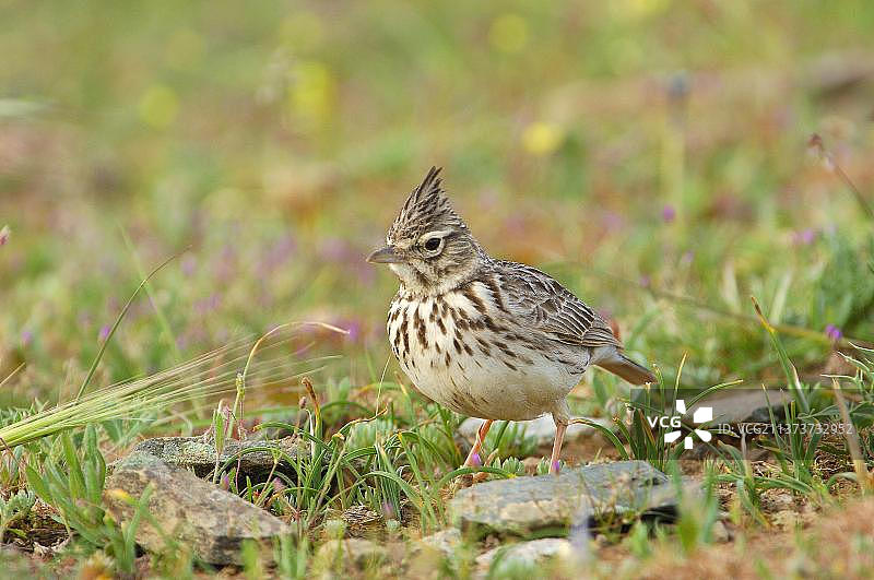 凤头百灵图片素材