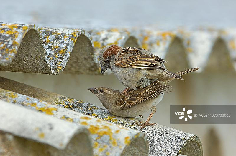 家麻雀（Passer domesticus），西班牙安达卢西亚图片素材