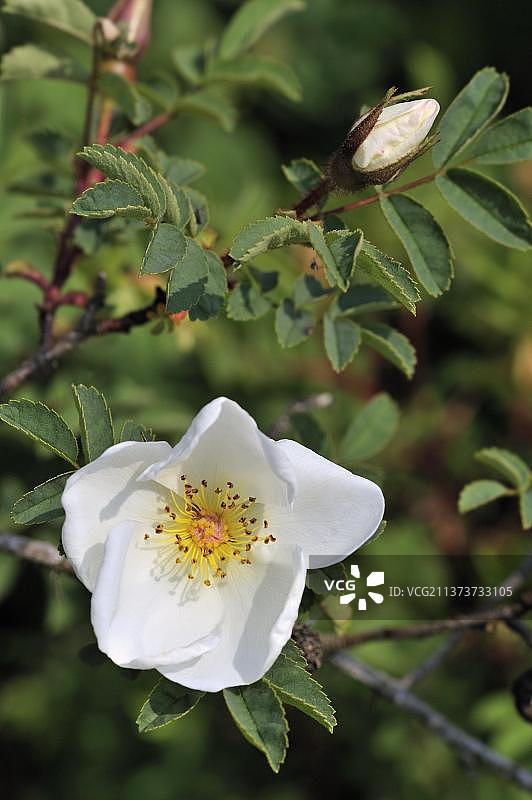 开花的地榆蔷薇图片素材