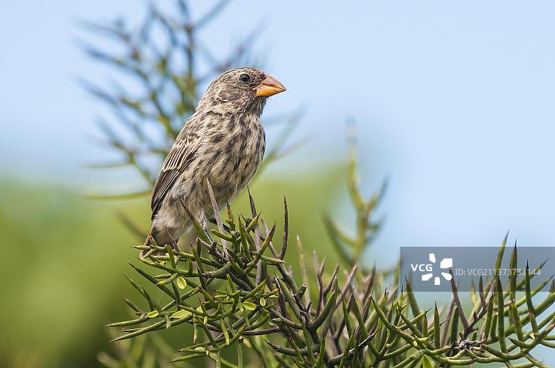 雌性中地雀，加拉帕戈斯群岛图片素材
