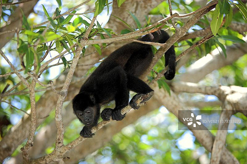 洪都拉斯中美洲的黑吼猴图片素材