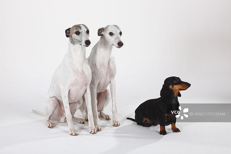 短毛腊肠犬和惠比特犬图片素材