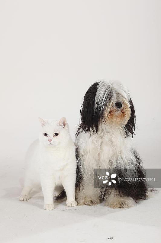英国短毛猫，雄性，白色，蓝眼，和西藏梗犬，BKH，西藏梗犬图片素材