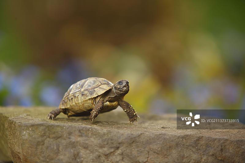 希腊陆龟图片素材