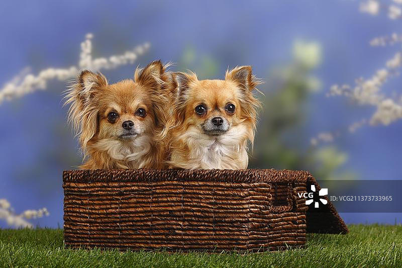 长毛吉娃娃犬，宠物篮子图片素材
