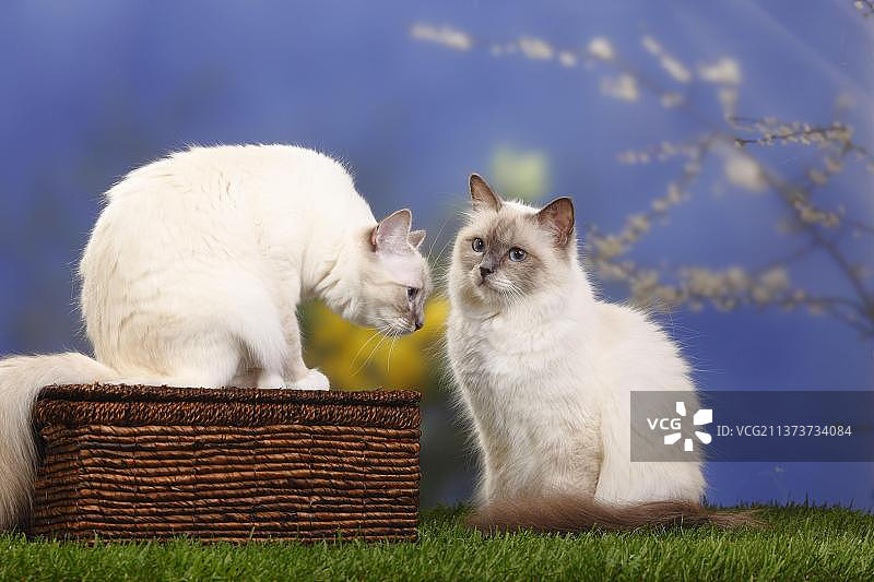 蓝重点色和蓝虎斑重点色伯曼猫，神圣的缅甸图片素材