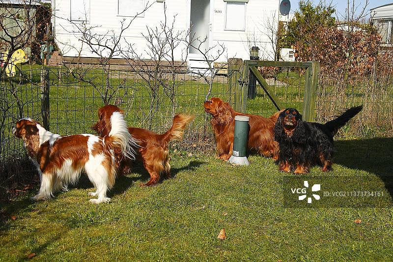 在荷兰特塞尔岛露营地栅栏旁的查理士王小猎犬图片素材