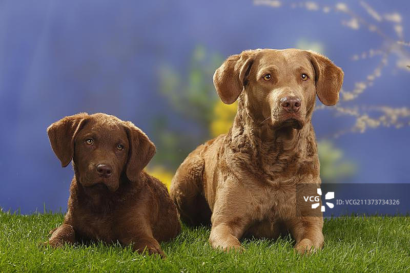 乞沙比克湾寻回犬与14周大的幼犬图片素材