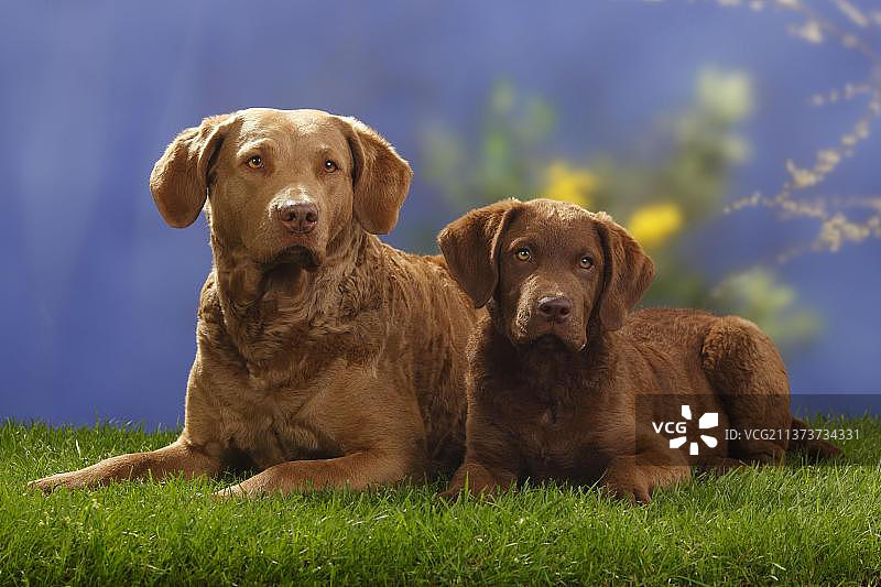 乞沙比克湾寻回犬与14周大的幼犬图片素材