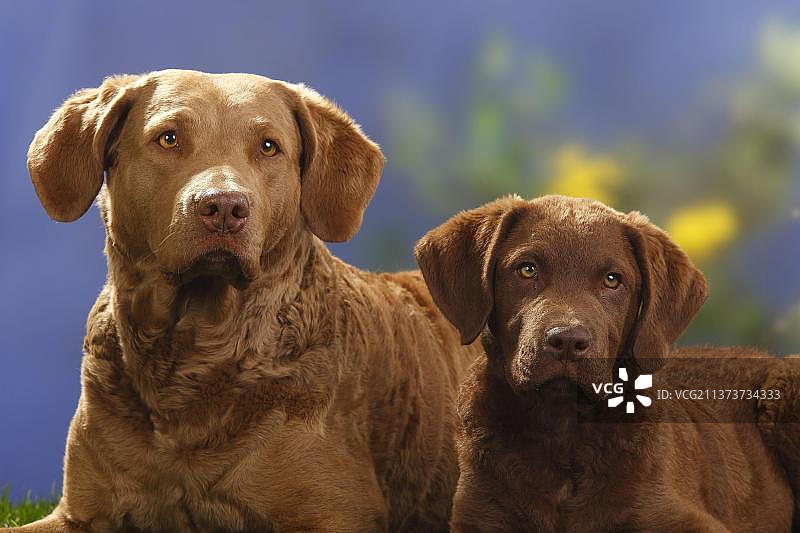 乞沙比克湾寻回犬与14周大的幼犬图片素材