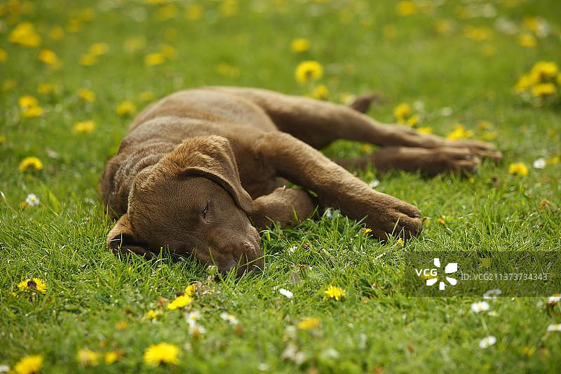 切萨皮克湾寻回犬幼犬（14周）图片素材