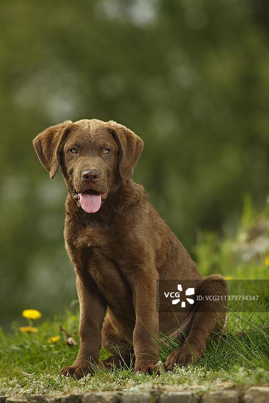 切萨皮克湾寻回犬幼犬（14周）图片素材
