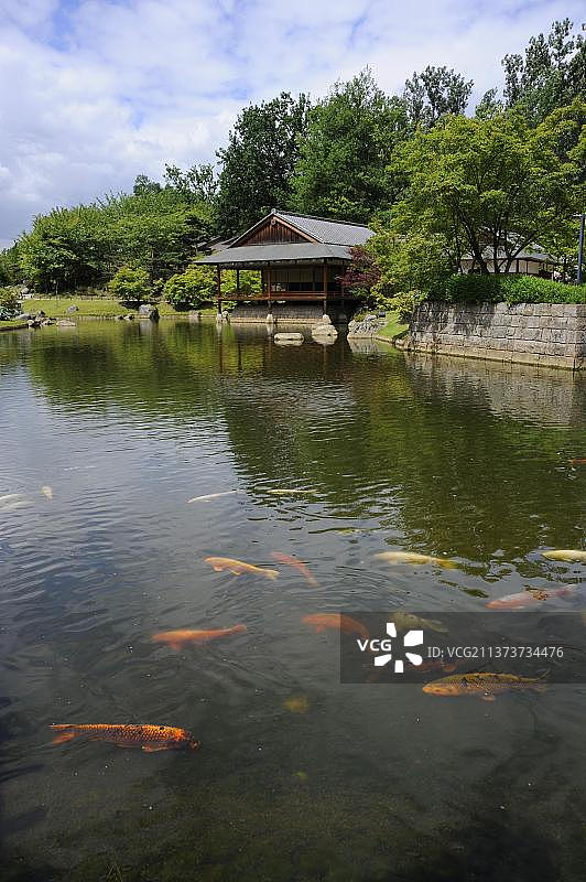 欧洲比利时哈瑟尔特市的锦鲤池塘图片素材
