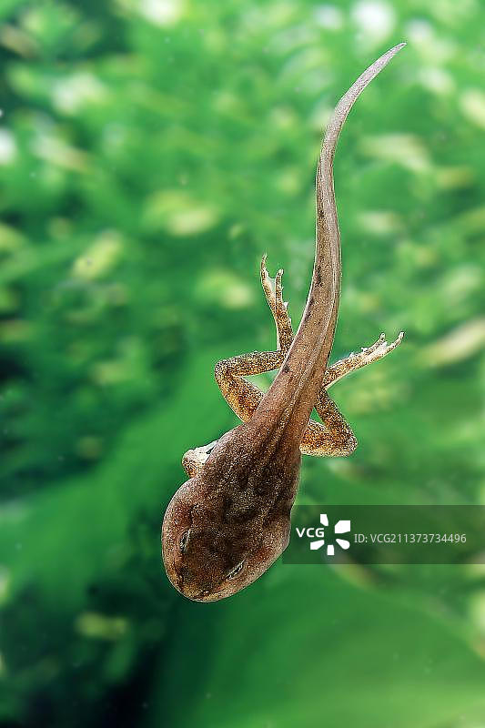 食用蛙或绿蛙，池塘里的蝌蚪，诺曼底图片素材