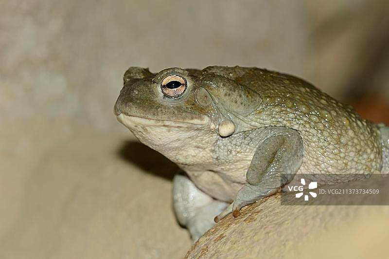 科罗拉多河蟾蜍图片素材