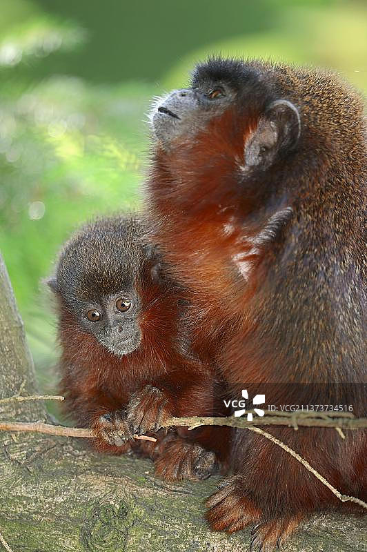红伶猴，带幼崽的雌性（Callicebus cupreus）图片素材