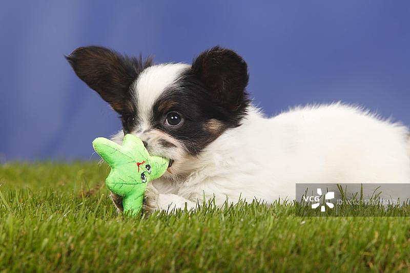 巴比伦犬：7周大的蝴蝶犬玩具图片素材