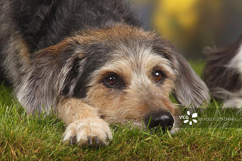 10岁的老年混血犬图片素材