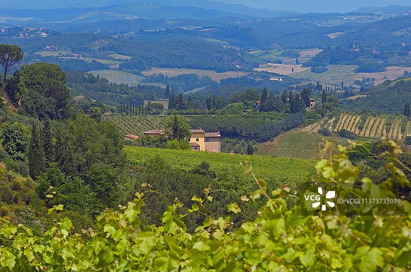 意大利托斯卡纳锡耶纳省圣吉米尼亚诺葡萄园（联合国教科文组织世界遗产）图片素材