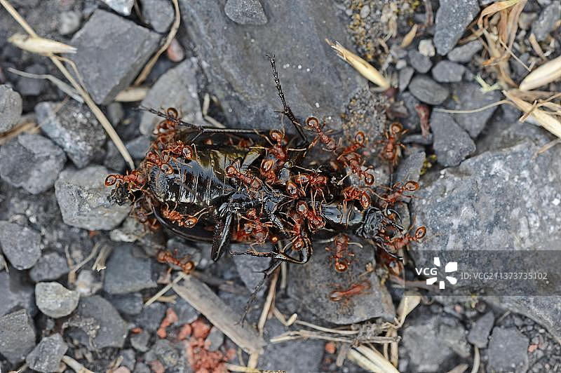 德国北莱茵-威斯特法伦的红蚂蚁正在吃死甲虫（褐结红蚁）图片素材