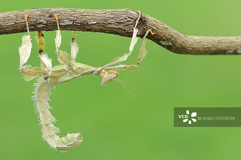 巨型多刺竹节虫（Extatosoma tiaratum），雌性，幽灵虫图片素材
