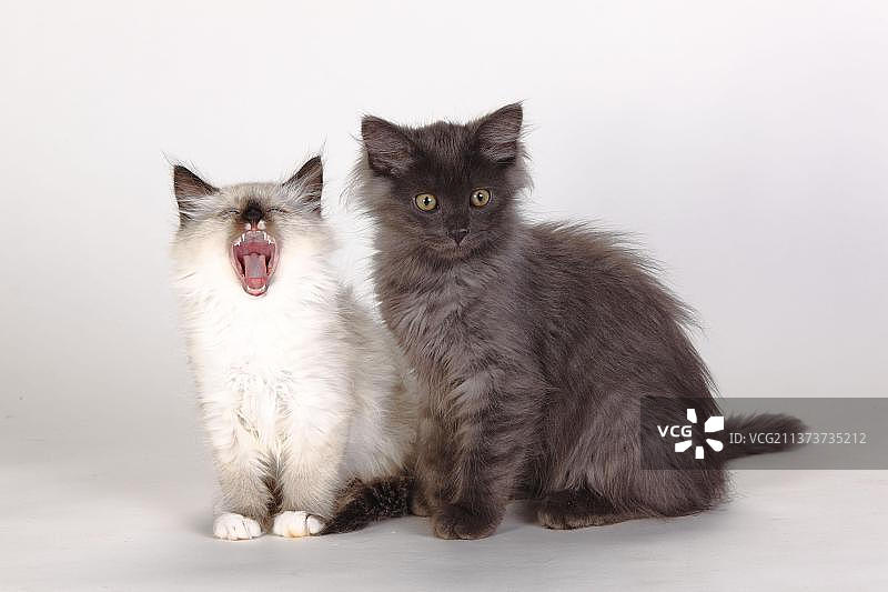 涅瓦马斯喀雷德小猫（8周）和西伯利亚森林猫（3个月）图片素材