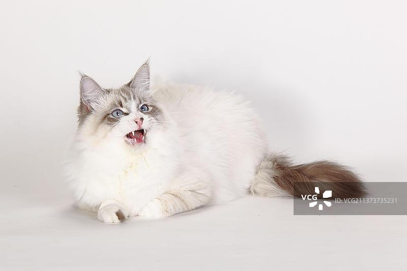 涅瓦假面猫，公，西伯利亚森林猫，西伯利亚猫图片素材