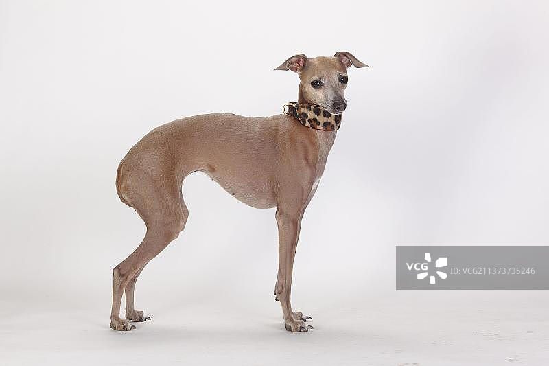 意大利格力犬，母犬，小灵犬，项圈，格力犬项圈，侧面图片素材