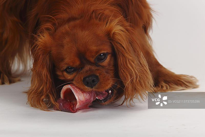 查理士王小猎犬吃生肉和骨头图片素材