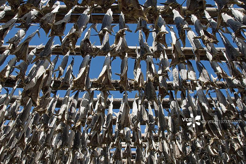 鳕鱼干，萨于扎克罗屈尔，冰岛，欧洲图片素材