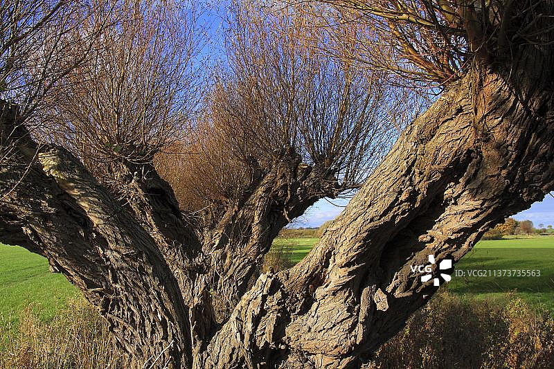 德国柳树景观图片素材