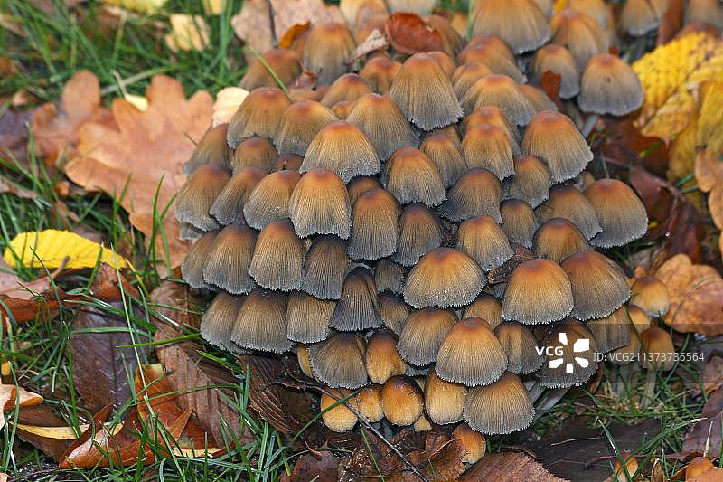 闪光鬼伞图片素材