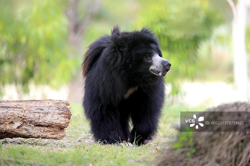 雄性熊（拉丁学名：Melursus ursinus）图片素材