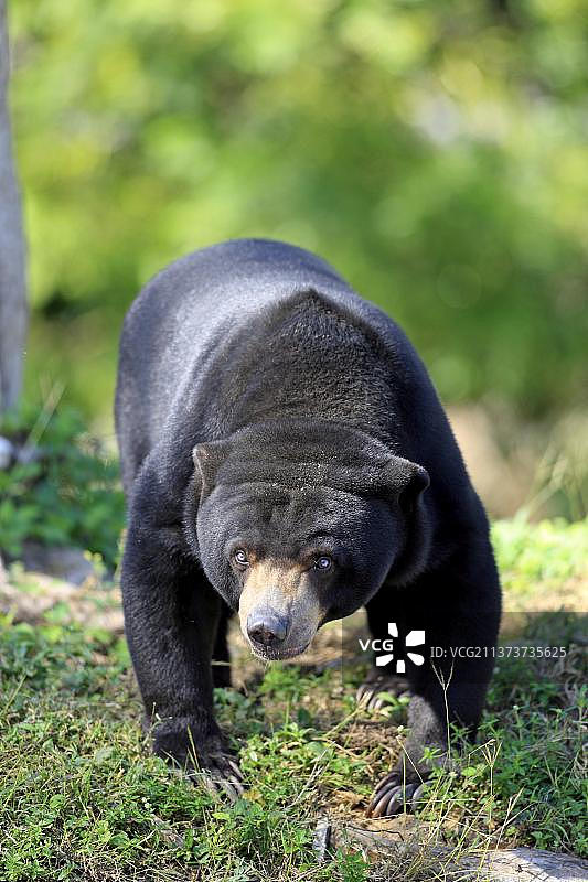 雌性马来熊图片素材