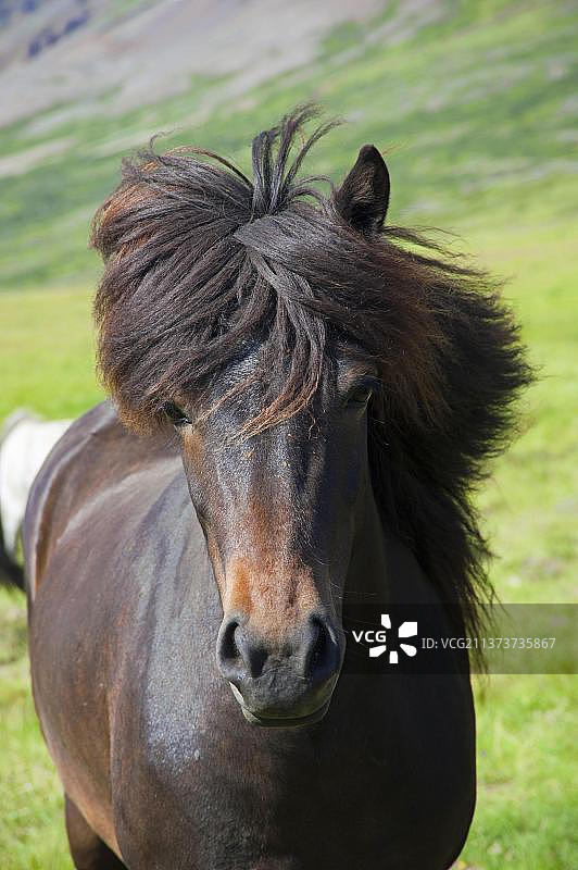 冰岛小马图片素材