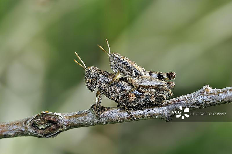 交配在树枝上的乔奈短沟蝗夫妇图片素材
