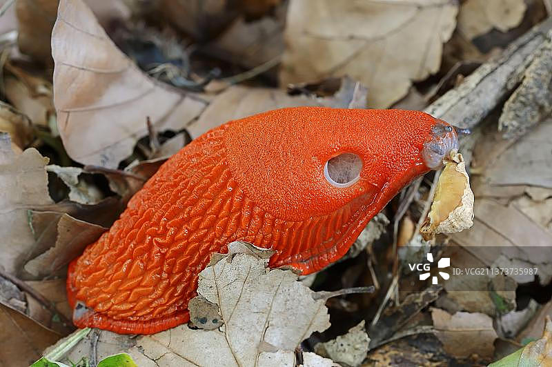 大红蛞蝓啃食蘑菇，德国北莱茵-威斯特法伦州图片素材